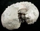 Bargain Liparoceras Ammonite - Very D #10704-3